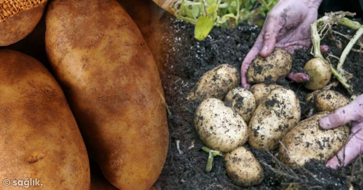 organik patates